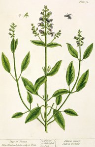 Salviam fra 