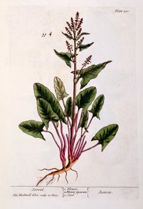 Sorrel, plate 230 fra 