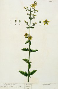 Johannesurt, plate 15 fra 