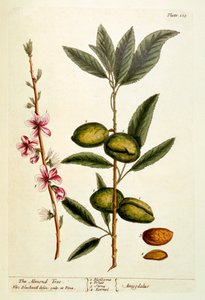 The Almond Tree, plate 105 fra 