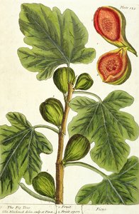 The Fig Tree, plate 125 fra 