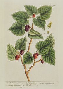The Mulberry Tree, plate 126 fra 