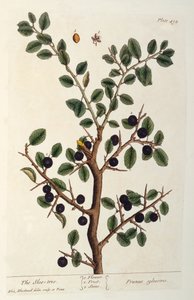 The Sloe Tree, plate 494 fra 