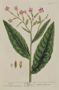 Tobakk, tallerken 146 fra 