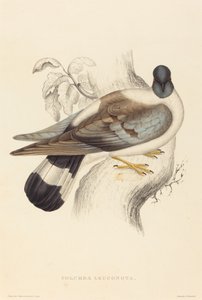 Columba Leuconota (snødue)