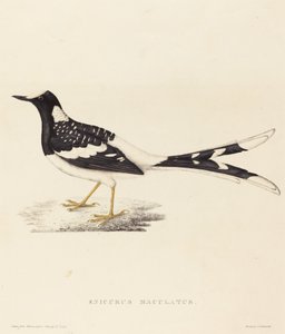 Enicurus Maculatus (flekket gaffelhale)
