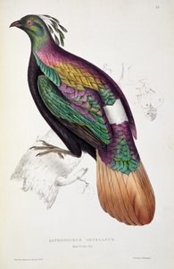 Himalaya Monal Pheasant, fra 