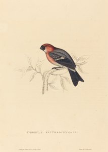 Pyrrhula Erythrocephala (rødhåret oksefink)