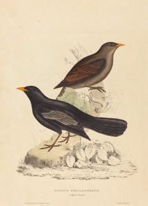 Turdus Poecilopterus (aztekertrost)