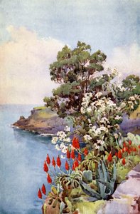 Aloe and Daisy Tree (farge litho) av Ella Du Cane