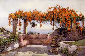 Bignonia Venusta (farge litho) av Ella Du Cane