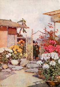 Krysantemum, Kyoto (farge litho) av Ella Du Cane