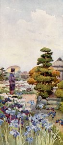 Iris (farge litho) av Ella Du Cane
