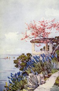 Pride of Madeira og Peach Blossom (farge litho) av Ella Du Cane