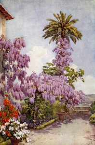 Wistaria, Quinta Da Levada (colour litho)   1412801   no       norwegian Successfully Translated  Original: Quilt Translat: Quilt 1223254 no norwegian Successfully Translated Original: Vier Stromen Fontein Innocentivs deci mvs p.m. natali domo pamphili (.. av Ella Du Cane