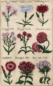 Ulike varianter av nellik, Dianthus caryophyllus av Emanuel Sweert