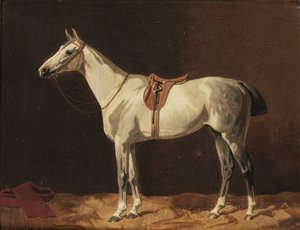 En salet grå hest venter i en stall