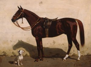 Salet rev med hund