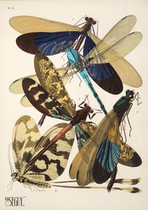 Tallerken 10 fra Insectes, pub. 1930-tallet (pochoir-trykk) av Émile Allain Séguy