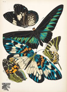 Tallerken 10, fra Butterflies, pub. 1925 (stensiltrykk) av Émile Allain Séguy