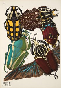 Tallerken 11 fra Insectes, pub. 1930-tallet (pochoir-trykk) av Émile Allain Séguy
