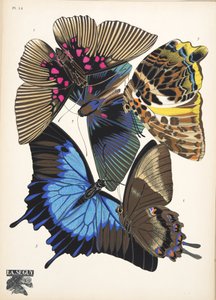 Tallerken 16, fra Butterflies, pub. 1925 (stensiltrykk) av Émile Allain Séguy