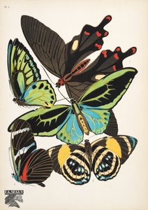 Tallerken 1, fra Butterflies, pub. 1925 (stensiltrykk) av Émile Allain Séguy
