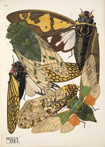 Tallerken 2 fra Insectes, pub. 1930-tallet (pochoir-trykk) av Émile Allain Séguy
