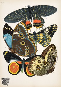 Tallerken 2, fra Butterflies, pub. 1925 (stensiltrykk)