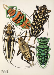 Placa 4 de la Insectes, pub. anii 1930 (tipărire pochoir) norvegiană av Émile Allain Séguy