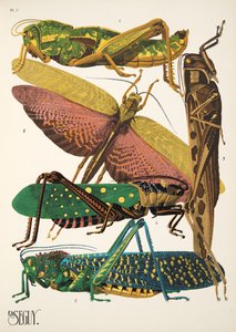 Tallerken 7 fra Insectes, pub. 1930-tallet (pochoir-trykk) av Émile Allain Séguy