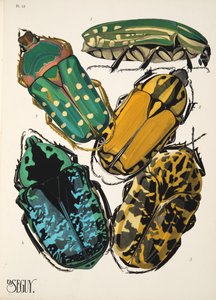 Tallerken 12 fra Insectes, pub. 1930-tallet (pochoir-trykk) av Émile Allain Séguy