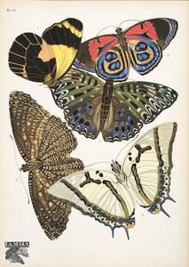 Tallerken 12, fra Butterflies, pub. 1925 (stensiltrykk) av Émile Allain Séguy