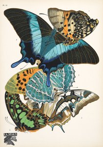 Tallerken 13, fra Butterflies, pub. 1925 (stensiltrykk) av Émile Allain Séguy