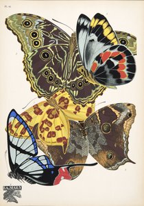 Tallerken 15, fra Butterflies, pub. 1925 (stensiltrykk)