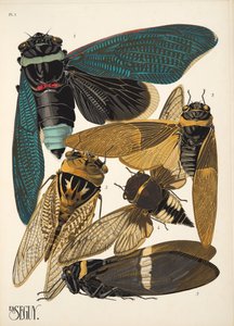 Tallerken 1 fra Insectes, pub. 1930-tallet (pochoir-trykk) av Émile Allain Séguy