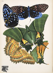 Tallerken 6, fra Butterflies, pub. 1925 (stensiltrykk)