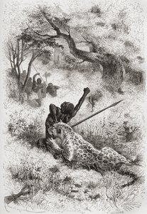 En leopard som angriper en afrikaner, illustrasjon fra 