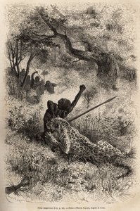 En leopard hopper på en mann og biter ham grusomt i ryggen, i nærheten av Bambare (Kongo), graverer etter en tegning av Emile Bayard, som illustrerer David Livingstones siste dagbok (1813-1873), i 1866-1873, publisert i " ”Le tour du monde”” 1875, rediger av Emile Antoine Bayard