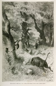 Avvisning av ekspedisjonen foran en bøffel, tegning av Emile Bayard, for å illustrere historien: Across Africa, from Zanzibar (Tanzania) til Benguela (Angola), fra 1872 til 1876, av løytnant VHCameron. Gravering i Le tour du monde av Emile Antoine Bayard
