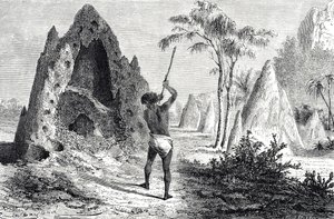 Nett av de hvite maurene, termitter (gravering) av Emile Antoine Bayard