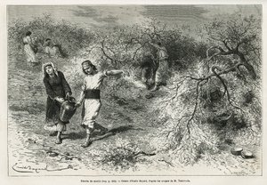 Samlingen av kitt, en hvit harpiks av lentis, i sommersesongen, er grunnlaget for fremstillingen av en anisbrandy, tegning av Emile Bayard, for å illustrere historien "Chio Island" (Øst-Tyrkia), i 1877, av Dr. A. Testevuide. Gravering i Le av Emile Antoine Bayard