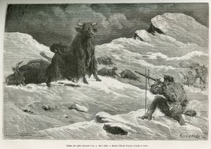 Vill yakjaktscene, tegning av Emile Bayard for å illustrere reisen til Mongolia og Tangoutes land fra 1870 til 1873, av oberstløytnant Przewalski. Gravering i Le tour du monde av Emile Antoine Bayard