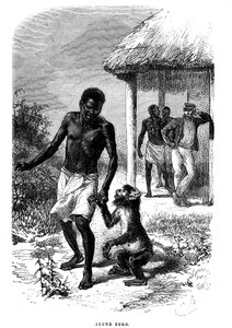 Ung Soko-ape i Afrika. Gravering av Emile Bayard (1837-1891) som illustrerer de siste historiene til oppdagelsesreisende David Livingstone av Emile Antoine Bayard