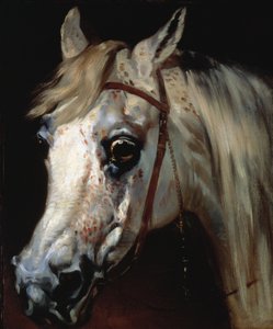 Hodet til en arabisk hest, ca. 1840-50 (olje på lerret) av Emile Jean Horace Vernet