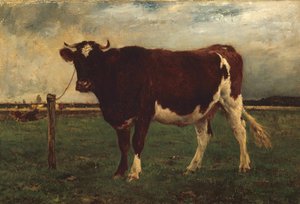 Studie av en ku, 187090.