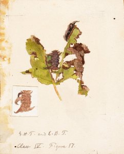 Crumpled Leaf Caterpillar..., slutten av 1800-begynnelsen av 1900-tallet.