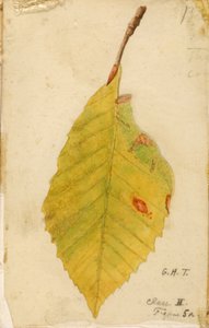 Krøllet og visnet bladkant som etterligner Caterpillar..., sent på 1800- og tidlig på 1900-tallet.