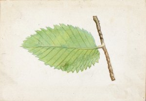 Jagged Leaf Edge Caterpillar..., slutten av 1800-begynnelsen av 1900-tallet.