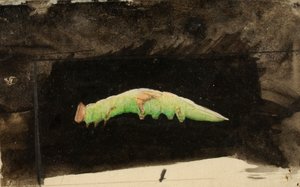 Larger Spotted Beach Leaf Edge Caterpillar..., slutten av 1800-begynnelsen av 1900-tallet.